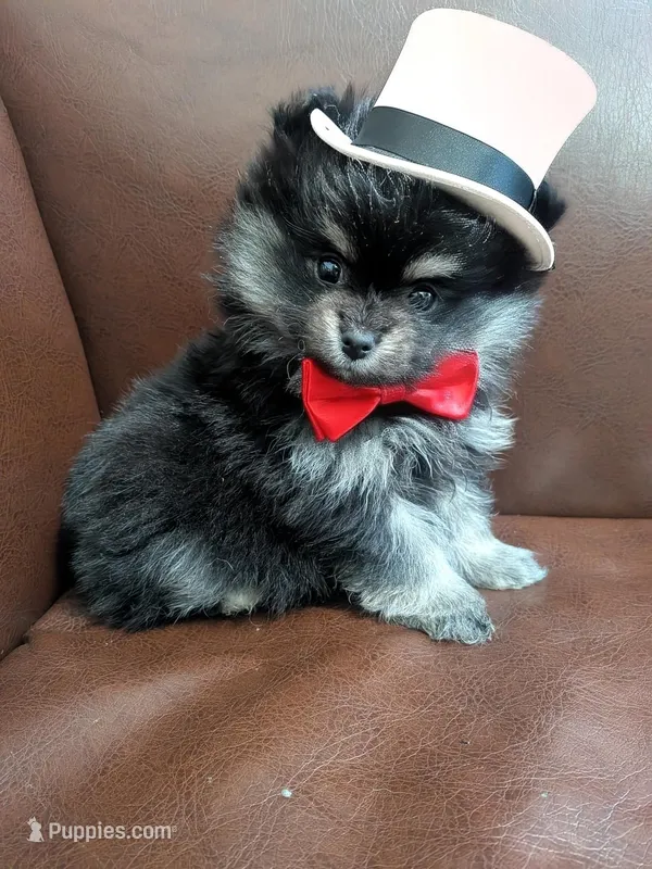 Boots – Pomeranian puppy for sale in Frederick, MD