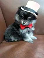 Boots, a male Pomeranian for sale in Frederick, MD – Photo 1 of 5