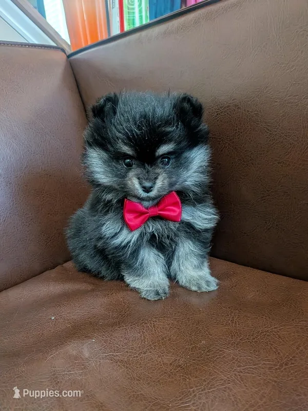 Boots – Pomeranian puppy for sale in Frederick, MD