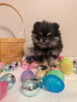 Boots, a male Pomeranian for sale in Frederick, MD – Photo 4 of 5