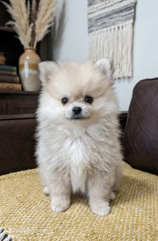 Lavender – Pomeranian puppy for sale in Frederick, MD