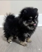 Batman , a male Pomeranian for sale in Frederick, MD – 3 of 7