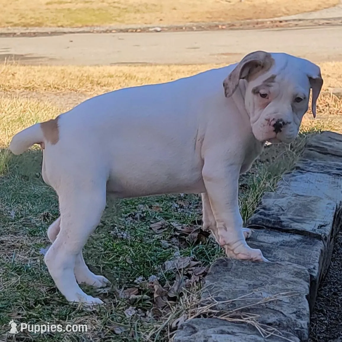 Selma , a female Alapaha Blue Blood Bulldog for sale in Pittsburgh, PA – Photo 2 of 2