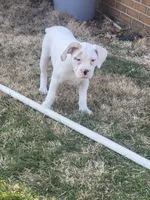 Selma , a female Alapaha Blue Blood Bulldog for sale in Pittsburgh, PA – Photo 1 of 2