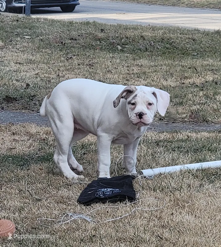 Selma  – Alapaha Blue Blood Bulldog puppy for sale in Pittsburgh, PA