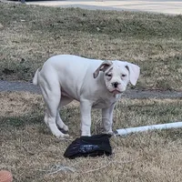 Selma , a female Alapaha Blue Blood Bulldog for sale in Pittsburgh, PA – Photo 1 of 2