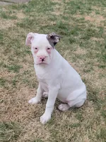 Bonita , a female Alapaha Blue Blood Bulldog for sale in Pittsburgh, PA – Photo 5 of 5