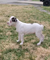 Bonita , a female Alapaha Blue Blood Bulldog for sale in Pittsburgh, PA – Photo 4 of 5