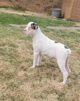 Bonita , a female Alapaha Blue Blood Bulldog for sale in Pittsburgh, PA – Photo 3 of 5