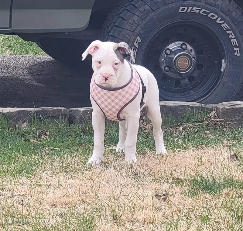 Bonita  – Alapaha Blue Blood Bulldog puppy for sale in Pittsburgh, PA