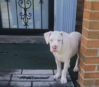 Lue Lue , a female Alapaha Blue Blood Bulldog for sale in Pittsburgh, PA – Photo 1 of 6