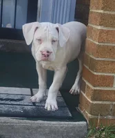 Lue Lue , a female Alapaha Blue Blood Bulldog for sale in Pittsburgh, PA – Photo 2 of 6
