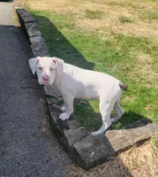 Lue Lue , a female Alapaha Blue Blood Bulldog for sale in Pittsburgh, PA – Photo 3 of 6