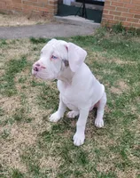 Lue Lue , a female Alapaha Blue Blood Bulldog for sale in Pittsburgh, PA – Photo 5 of 6