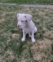 Lue Lue , a female Alapaha Blue Blood Bulldog for sale in Pittsburgh, PA – Photo 6 of 6