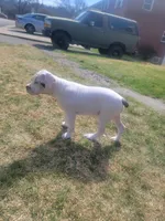 Lue Lue , a female Alapaha Blue Blood Bulldog for sale in Pittsburgh, PA – Photo 4 of 6