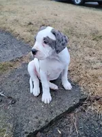 Blueberry , a female Alapaha Blue Blood Bulldog for sale in Pittsburgh, PA – Photo 3 of 4