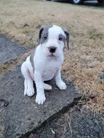 Blueberry , a female Alapaha Blue Blood Bulldog for sale in Pittsburgh, PA – Photo 2 of 4