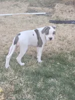 Blueberry , a female Alapaha Blue Blood Bulldog for sale in Pittsburgh, PA – Photo 4 of 4