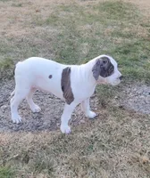 Blueberry , a female Alapaha Blue Blood Bulldog for sale in Pittsburgh, PA – Photo 1 of 4