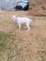 Star, a female Alapaha Blue Blood Bulldog for sale in Pittsburgh, PA – Photo 2 of 3