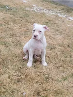 Star, a female Alapaha Blue Blood Bulldog for sale in Pittsburgh, PA – Photo 3 of 3