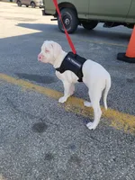 Yayo, a male Alapaha Blue Blood Bulldog for sale in Pittsburgh, PA – Photo 6 of 6