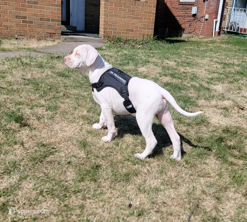 Yayo, a male Alapaha Blue Blood Bulldog for sale in Pittsburgh, PA – Photo 1 of 6
