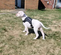 Yayo, a male Alapaha Blue Blood Bulldog for sale in Pittsburgh, PA – Photo 1 of 6