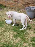 Yayo, a male Alapaha Blue Blood Bulldog for sale in Pittsburgh, PA – Photo 4 of 6