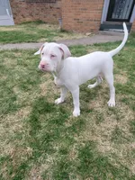 Yayo, a male Alapaha Blue Blood Bulldog for sale in Pittsburgh, PA – Photo 5 of 6