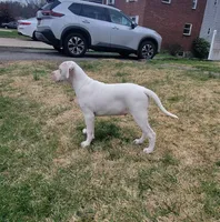 Yayo, a male Alapaha Blue Blood Bulldog for sale in Pittsburgh, PA – Photo 2 of 6