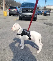 Yayo, a male Alapaha Blue Blood Bulldog for sale in Pittsburgh, PA – Photo 3 of 6