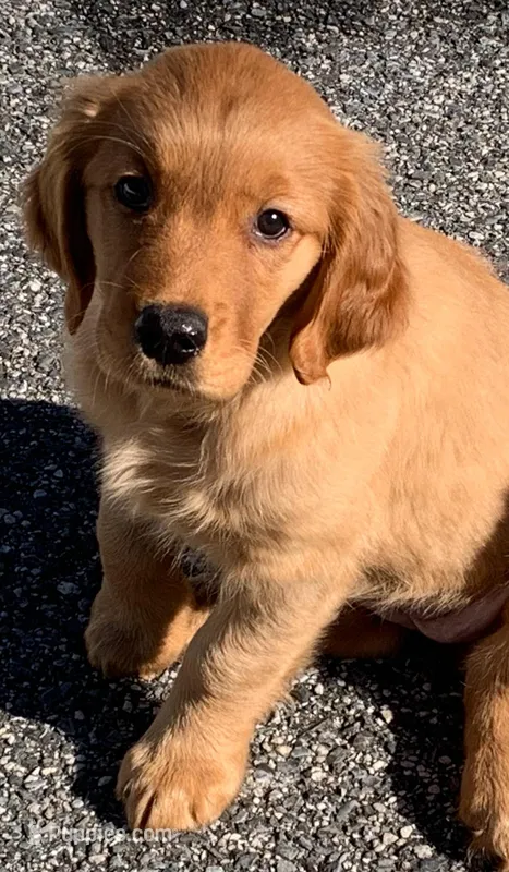 Duke – Golden Retriever puppy for sale in Lutherville-Timonium, MD