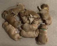 “Wind”, a male Golden Retriever for sale in Lutherville-Timonium, MD – Photo 2 of 10