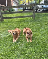 “Wind”, a male Golden Retriever for sale in Lutherville-Timonium, MD – Photo 10 of 10