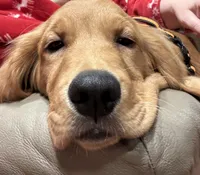 “Wind”, a male Golden Retriever for sale in Lutherville-Timonium, MD – Photo 3 of 10