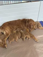 “Wind”, a male Golden Retriever for sale in Lutherville-Timonium, MD – Photo 9 of 10