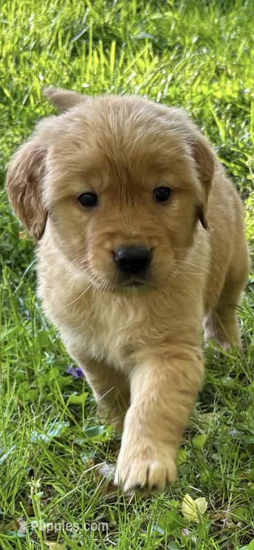 Male Puppy 3 – Golden Retriever puppy for sale in Lutherville-Timonium, MD