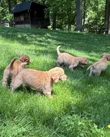 Lucy, a female Golden Retriever for sale in Lutherville-Timonium, MD – 6 of 6
