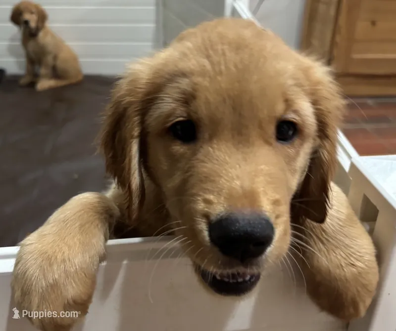 Max – Golden Retriever puppy for sale in Lutherville-Timonium, MD