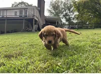 Teddy, a male Golden Retriever for sale in Lutherville-Timonium, MD – 4 of 10