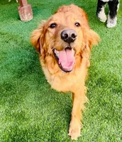 Sadie, a female Golden Retriever for sale in Lutherville-Timonium, MD – 6 of 8