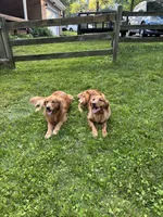 Teddy, a male Golden Retriever for sale in Lutherville-Timonium, MD – 10 of 10