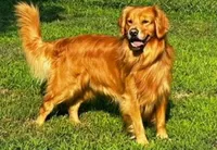 “Sprout”, a male Golden Retriever for sale in Lutherville-Timonium, MD – Photo 2 of 10