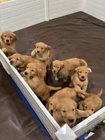 “Sprout”, a male Golden Retriever for sale in Lutherville-Timonium, MD – Photo 7 of 10