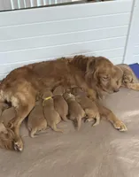 “Sprout”, a male Golden Retriever for sale in Lutherville-Timonium, MD – Photo 4 of 10