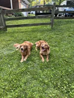 “Sprout”, a male Golden Retriever for sale in Lutherville-Timonium, MD – Photo 10 of 10