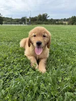 “Sprout”, a male Golden Retriever for sale in Lutherville-Timonium, MD – Photo 8 of 10