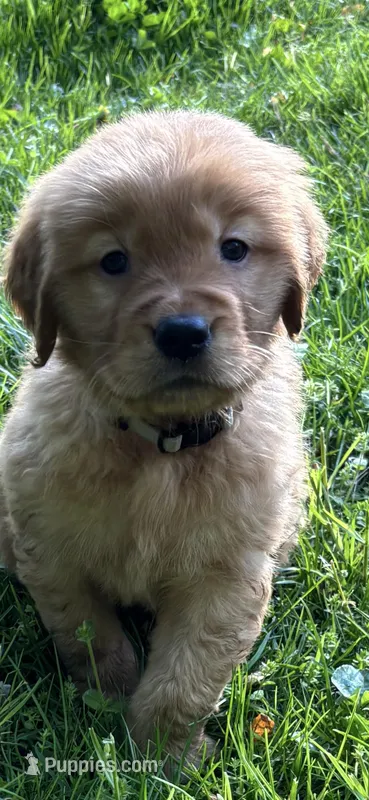 Male Puppy 4 – Golden Retriever puppy for sale in Lutherville-Timonium, MD